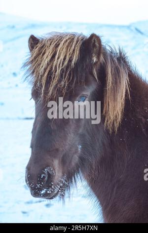 Braunes isländisches Pferd im Schnee. Kopfschuss Stockfoto