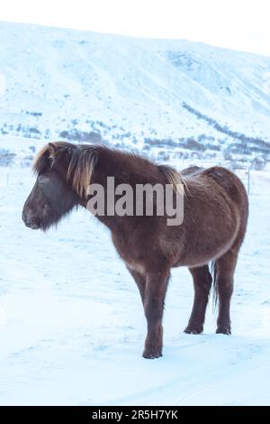 Isländisches braunes Pferd, das allein auf einem schneebedeckten Feld steht Stockfoto