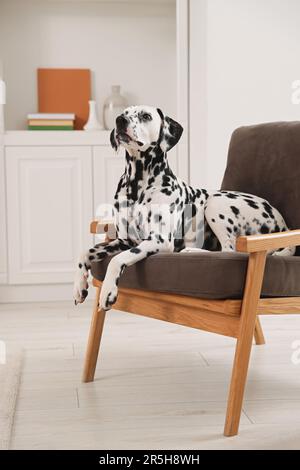 Ein bezaubernder dalmatinischer Hund auf dem Sessel zu Hause Stockfoto