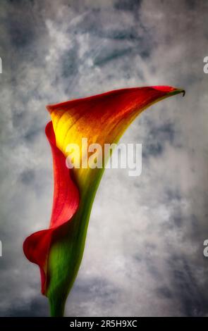 Die Glühende Calla Lily Stockfoto