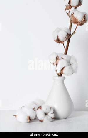 Baumwollzweig mit flauschigen Blumen in Vase auf Holztisch vor weißem Hintergrund Stockfoto