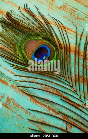 Peacock Feather Mit Dew Drop Still Life Stockfoto