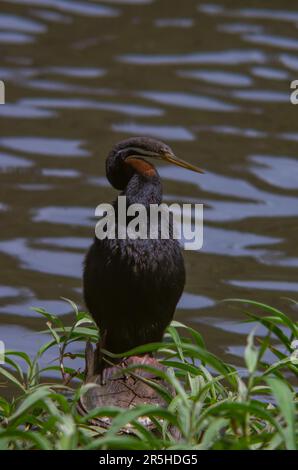 Australasischer Darter, Anhinga novaehollandiae, Männlich. Stockfoto