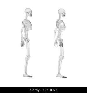 Set mit menschlichem Skeleton-Drahtmodell aus schwarzen Linien, isoliert auf weißem Hintergrund. Seitenansicht. 3D. Vektordarstellung. Stock Vektor