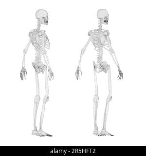 Set mit menschlichem Skeleton-Drahtmodell aus schwarzen Linien, isoliert auf weißem Hintergrund. Seitenansicht, Rückseite. 3D. Vektordarstellung. Stock Vektor