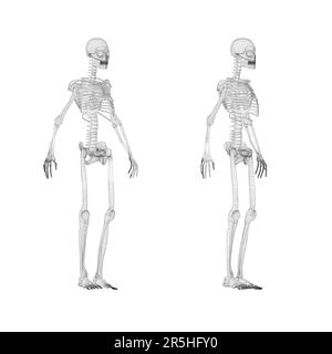 Set mit menschlichem Skeleton-Drahtmodell aus schwarzen Linien, isoliert auf weißem Hintergrund. Vorderansicht, Seitenansicht. 3D. Vektordarstellung. Stock Vektor