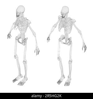 Set mit menschlichem Skeleton-Drahtmodell aus schwarzen Linien, isoliert auf weißem Hintergrund. Isometrische Ansicht. 3D. Vektordarstellung. Stock Vektor