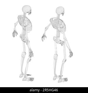 Set mit menschlichem Skeleton-Drahtmodell aus schwarzen Linien, isoliert auf weißem Hintergrund. Isometrische Ansicht. 3D. Vektordarstellung. Stock Vektor