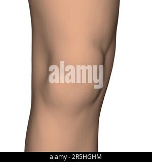 Realistisches menschliches Knie isoliert auf weißem Hintergrund. 3D. Vektordarstellung. Stock Vektor