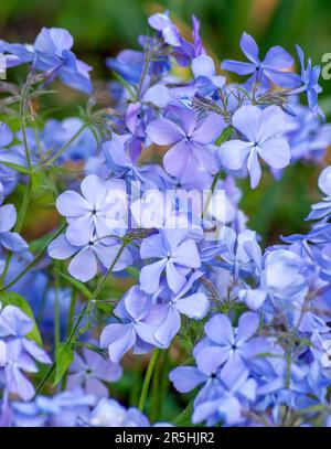 Phlox divaricata 'Blue Moon' (Woodland Phlox). New England Botanic Garden in Tower Hill, Boylston, Massachusetts Stockfoto