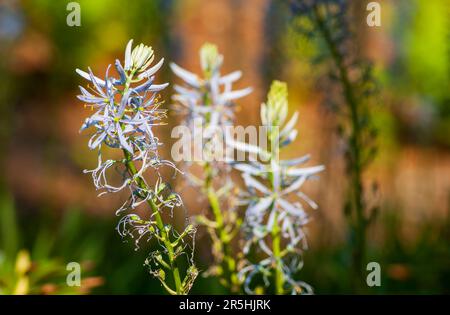 Camassia cusickii – ein mehrblütiger Stamm mit sechs Blütenblättern, der in Nordamerika beheimatet ist. New England Botanic Garden in Tower Hill, Boylston, MA Stockfoto