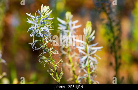 Camassia cusickii – ein mehrblütiger Stamm mit sechs Blütenblättern, der in Nordamerika beheimatet ist. New England Botanic Garden in Tower Hill, Boylston, MA Stockfoto