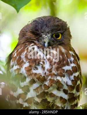 Blinkende Eule's Eye, braunes Buscheulen-Nahaufnahme Porträtfoto. Auf einem Ast stacheln. Stockfoto