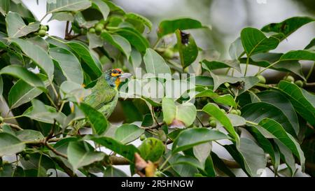 Purpurrote Barbet (Psilopogon rubricapillus), perfekte Tarnung mit den banyan-Baumblättern. Stockfoto