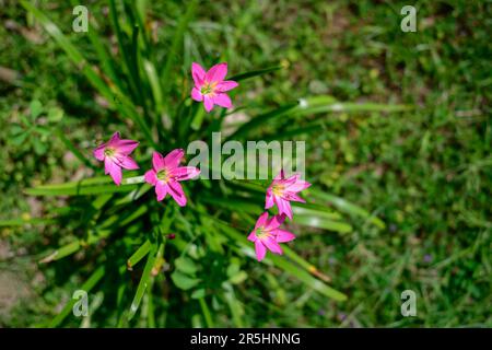 Schöne Fliegenlilie Blütenpflanze von oben Nahaufnahme. Stockfoto