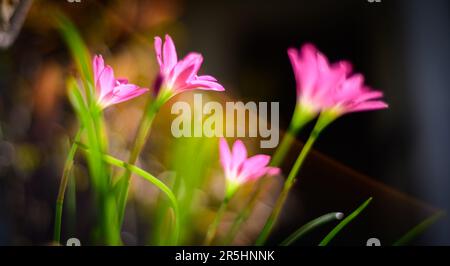 Magische Fee Lilienblüten Makroaufnahme. Wunderschöne Blumen auf der Wiese im frühen Morgenlicht. Stockfoto