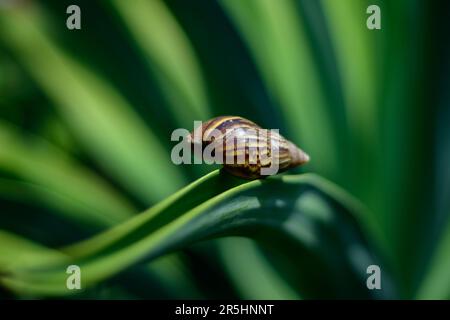 Leere Schneckenmuschel auf einem Oktopus-Agave-Blatt, Nahaufnahme. Stockfoto