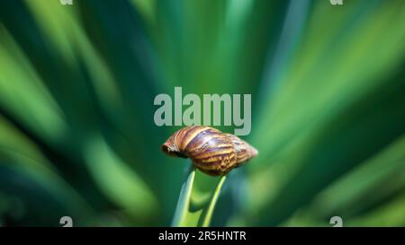 Leere Schneckenmuschel auf einem Oktopus-Agave-Blatt, Nahaufnahme. Stockfoto