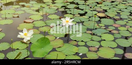 Buddhas Blumen werden verwendet, um Buddha-Bilder und Mönche zu verehren, nützlich und ist menschliche Nahrung. Bild einer wunderschönen Seerose in einem tiefen Teich in einem Peacefu Stockfoto