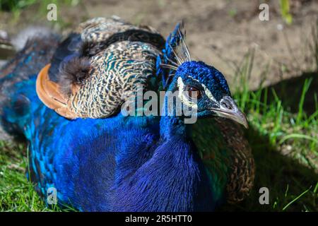 Geschlossenes Bild des blauen majestätischen Pfaus in der Natur Stockfoto