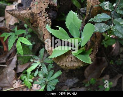 Eine kleine Lebenspflanze (Kalanchoe Pinnata), die in einem alten Holzloch im Garten wächst Stockfoto