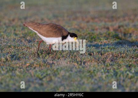 Ein am Boden lebender australischer Erwachsener, maskiert Lapwing - Vanellus Miles, Novaehollandiae - Vogel im frühen Morgensonnenlicht, wandern, auf der Suche nach Essen Stockfoto