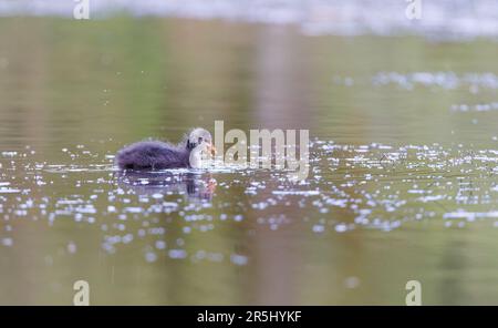 Juvenile Coot [ Fulica ATRA ] Fütterung auf Teich mit teilweiser Reflexion Stockfoto