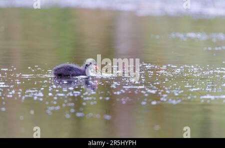 Juvenile Coot [ Fulica ATRA ] Fütterung auf Teich mit teilweiser Reflexion Stockfoto