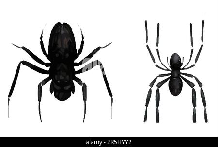 Vektordarstellung der magischen schwarzen, bösen Spinne halloween Konzept isoliert auf weißem Hintergrund Stock Vektor
