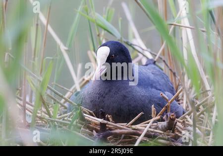 Coot (Fulica ATRA) sitzt auf einem Nest inmitten von Schilf Stockfoto