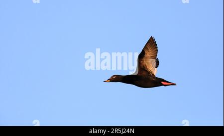 Samtscoter, männlich, ich fliege Stockfoto