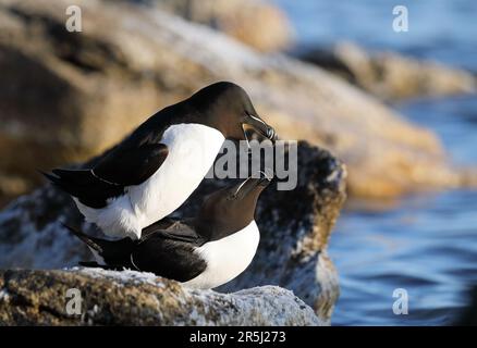 Ein Paar Rasiermesser paaren sich auf Felsen Stockfoto