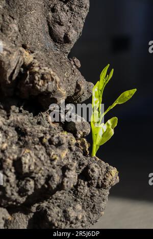 Ein neues Blatt, das aus einer alten Baumrinde wächst Stockfoto