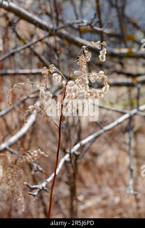 Eine trockene Blüte aus Holz, dem kleinen Schilf, Calamagrostis epigejos, der im Wald wächst. Eine Nahaufnahme von Buschgras am Morgen im Frühling, wählen Sie Stockfoto