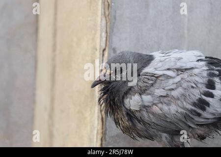 Ein geschlossenes Bild der Grauen Taube auf dem Boden mit unordentlichen Federn. Stockfoto