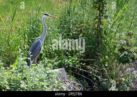 Grauer Reiher, der im Sommer auf einem Felsen bei üppiger Vegetation in der Nähe des Öreg-Sees bei Tata, Ungarn, steht Stockfoto