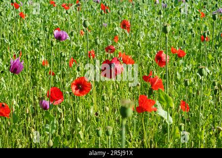 mohn Naturblumen Blüten Hintergrund wunderschöne Blumen Tapete Blüte Blüte Blüte Blüte Stockfoto