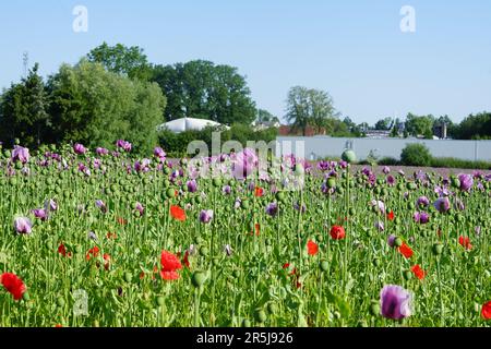 „Ein lebhaftes Feld aus rotem und rosa Mohn, das sich sanft im Wind unter einem klaren blauen Himmel bewegt, strahlt das Wesen des Frühlings aus. Stockfoto