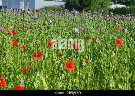 „Ein lebhaftes Feld aus rotem und rosa Mohn, das sich sanft im Wind unter einem klaren blauen Himmel bewegt, strahlt das Wesen des Frühlings aus. Stockfoto