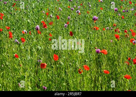 Ein Feld mit verschiedenen Mohnsorten, rotem Mohn und rosa Mohn Stockfoto