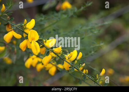 Cytisus praecox - Kehrbesen mit gelben Blüten im Frühsommer. Stockfoto