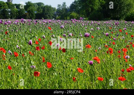 Ein Feld mit verschiedenen Mohnsorten, rotem Mohn und rosa Mohn Stockfoto