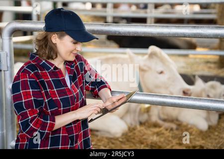 Eine Landwirtin mit Tablet-PC inspiziert Kühe auf einem Milchviehbetrieb. Herdenmanagement. Stockfoto