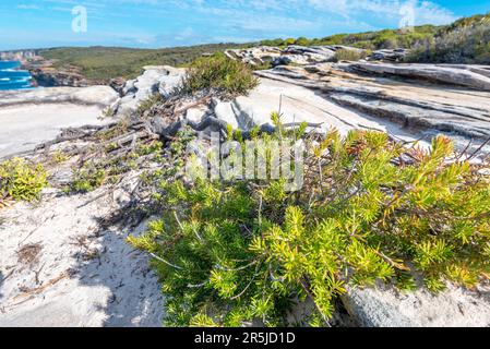 Prostanthera (densa) Strauch, eine einheimische Pflanze, die bekanntermaßen in nur sechs Gebieten in New South Wales, Australien, existiert, einschließlich dieser im Royal National Park Stockfoto