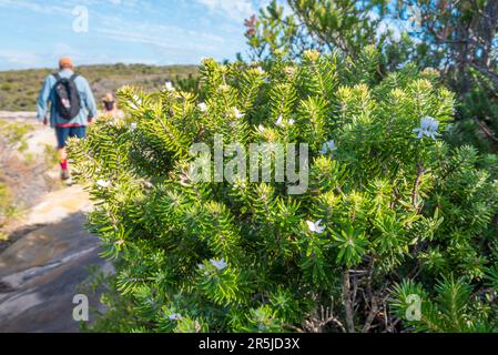 Prostanthera (densa) Strauch, eine einheimische Pflanze, die bekanntermaßen in nur sechs Gebieten in New South Wales, Australien, existiert, einschließlich dieser im Royal National Park Stockfoto