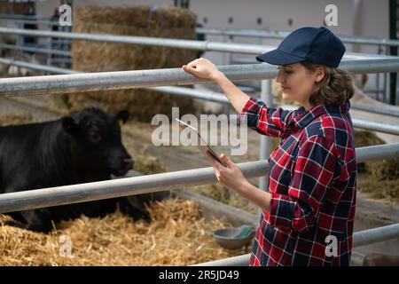 Eine Landwirtin mit Tablet-PC inspiziert Kühe auf einem Milchviehbetrieb. Herdenmanagement Stockfoto