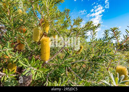 Ein australischer Flaschenpinsel oder Banksia (Banksia cunninghamii) Strauß oder kleiner Baum, der an einem Küstenort nahe Sydney New South Wales, Australien, wächst Stockfoto