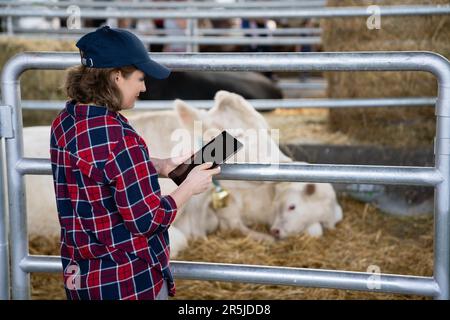 Eine Landwirtin mit Tablet-PC inspiziert Kühe auf einem Milchviehbetrieb. Herdenmanagement Stockfoto