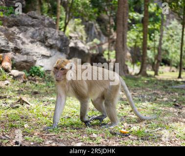 Ein brauner Langschwanzaffe, der zur Seite geht Stockfoto