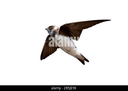 Sand Martin (Riparia riparia) im Flug, ein Zugvogel, der im Vereinigten Königreich fliegt, auch bekannt als Bank Swallow, Stock Photo image cut ou Stockfoto